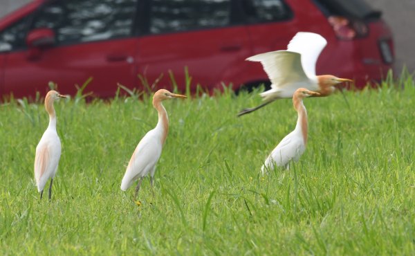 2016年, 九年前, 5, 6月份, 華江雁鴨自然公園2807705