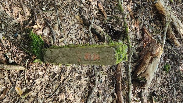 【中級山縱走】羅馬縱走，走進神木的夢幻童話森林世界2943210