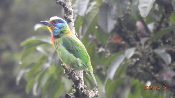 五色鳥和鐘萼木&夕陽晚霞 4/202766537