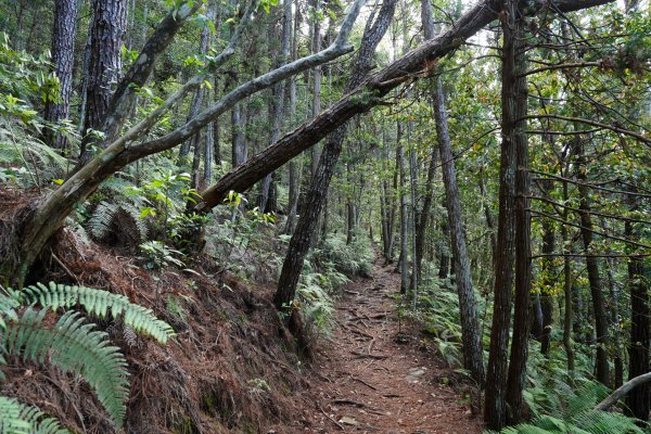 台中 和平 馬崙山2796942