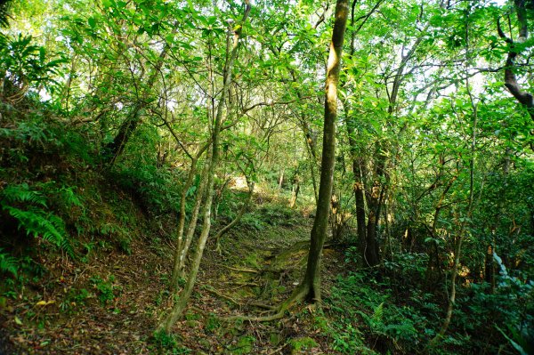 新北-宜蘭 大石壁坑山、五酒桶山、龍崗山、灣坑頭山3090331