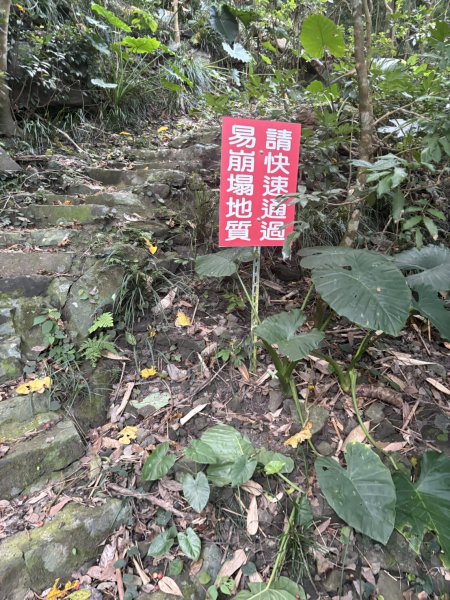 20251025南化龍湖寺至紫竹寺O繞(石松子山.大竹崙山.竹子尖山)2925083