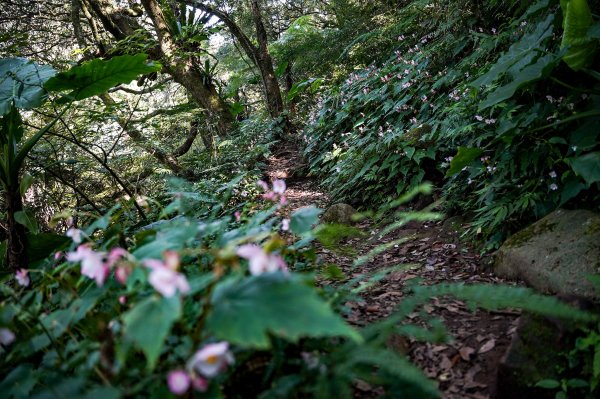 大屯山連峰步道｜陽明山小百岳2856262