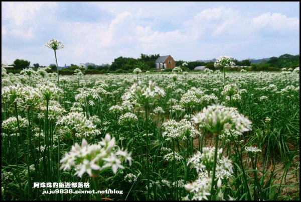 大溪左岸自行車道｜中新里韭菜花海超浪漫｜1101618