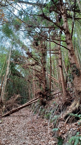 【苗栗泰安】水雲三星最終回。 橫龍山x橫龍山北峰x騰龍山(有極佳的展望)2061829