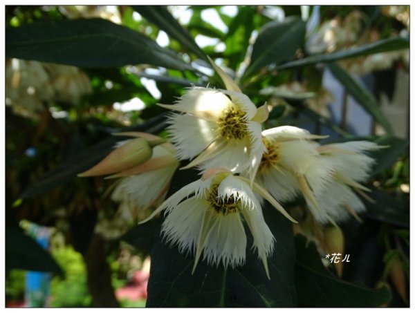 三義/水石榕的花開