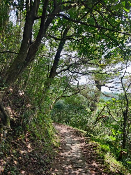 環七星山人車分道步道-陽金公路段 - 走遍陽明山尋寶任務2255021