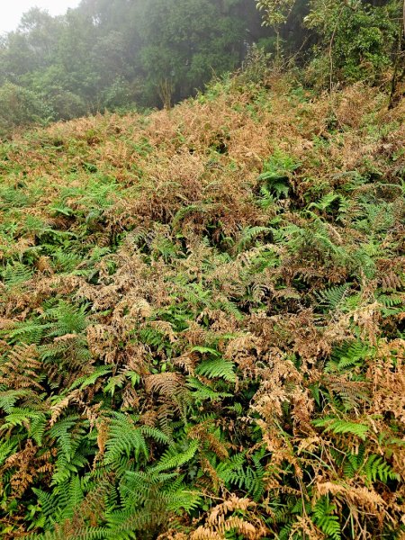 2025臺北大縱走第三段：小油坑至風櫃口2973467