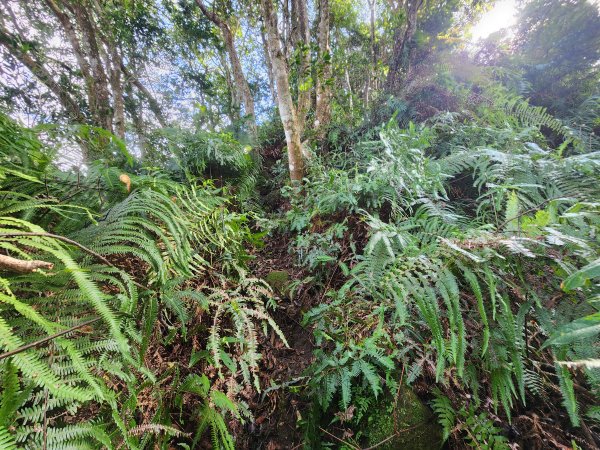 20251214石牛山柑坪山新柑坪山牛背岩2972753