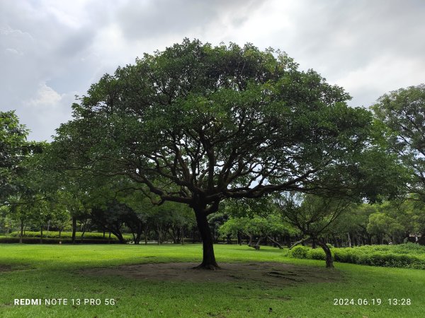 大安森林公園、安湖三號公園【走路趣尋寶，全臺齊步走】2530653