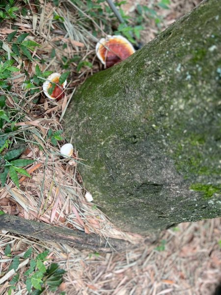 🌈6/22(日) 南投-中興新村-虎山步道✨FB：熊熊趴爬走🌈2818318