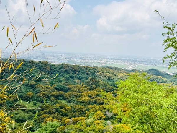 追逐139的金黃花海/相思樹 順訪崩坎山 松子嶺 樟普寮山 西施厝坪山和小百岳橫山3046406