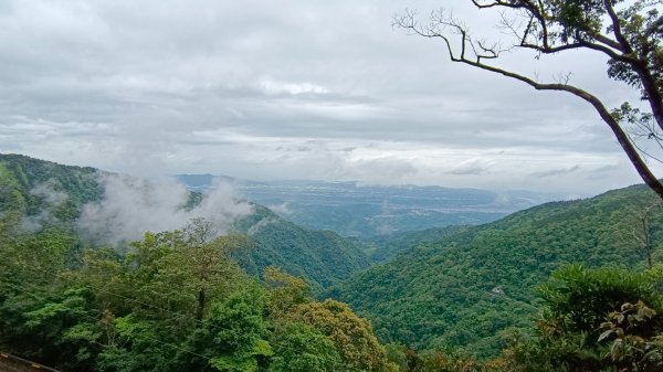 粉紅水晶蘭(長壽山~醜崠山下切出林道24.5k)2186307