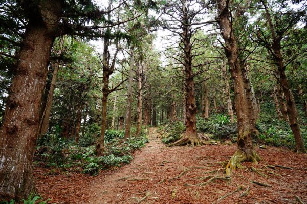 臺中 和平 大崠山、長壽山、醜崠山3028315