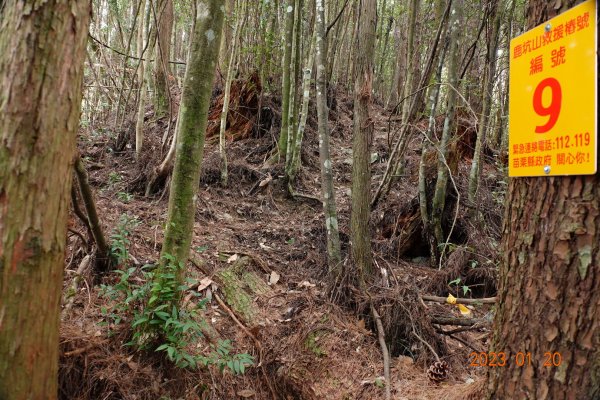 苗栗 南庄 鹿山、鹿坑山2001884