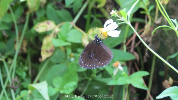 《彰化》稜線雙龍｜田中森林登山步道O型202506292824379