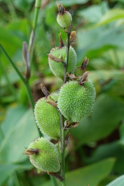 臺北植物園．孫運璿紀念館1300795