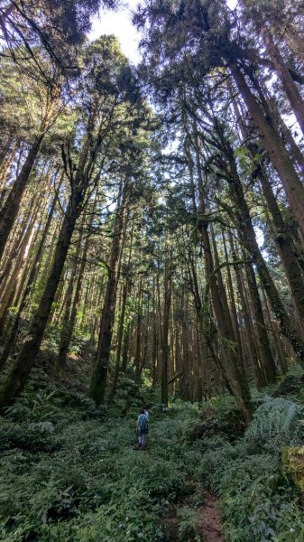 金柑樹山、忘憂森林步道｜嶺頭山2645515