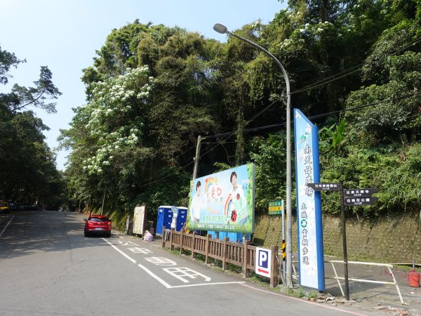 桐花公園、天上山~桐花開了！943078