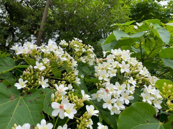 土城四秀賞桐花1688297