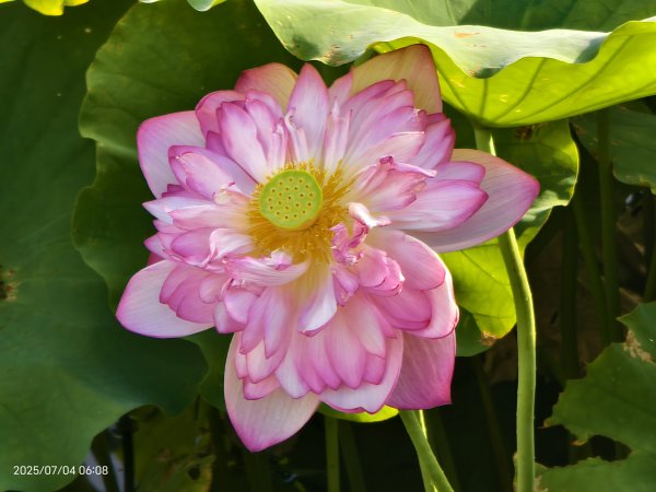 天龍國阿伯的日常-雲山水花鳥蝶 #日出 #牡丹蓮 #香水蓮 #手機拍攝 賞蝶趣 7/42826981