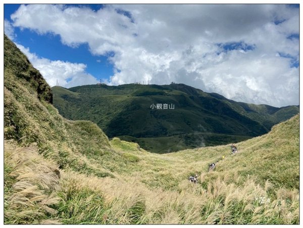 七星山步道、芒花搖曳3137695