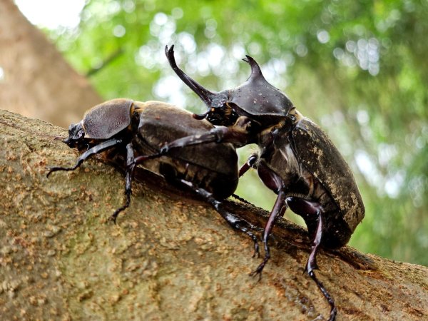 大坑9、10號步道-(台中)臺灣百大必訪步道2805949