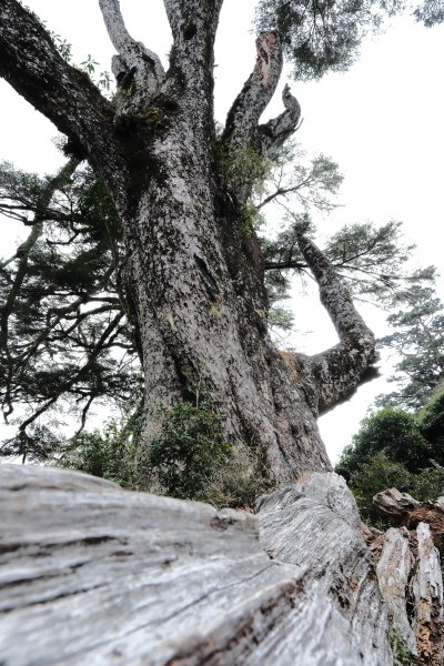 缺哩の塔關山2572454