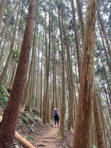 【新竹五峰】迷霧山林。 民都有山登山步道(面托油山)x民都有山北峰2991870