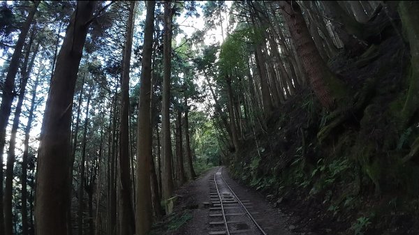 嘉義-特富野古道3120555