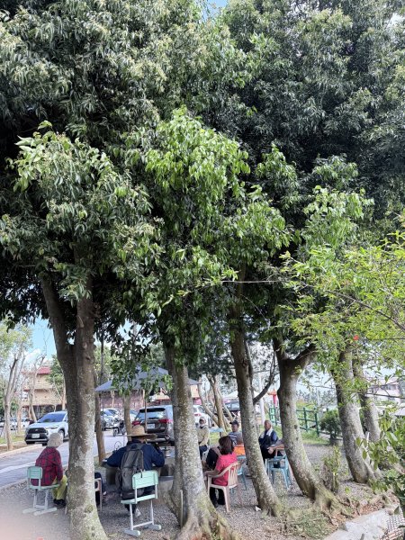 草尾嶺步道血藤花大爆開    2025.3.272748132