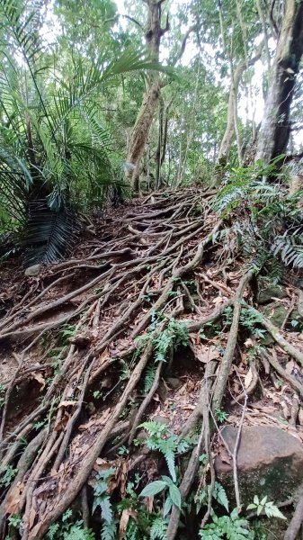 【苗栗南庄】向天湖山光天高山小O繞2933168