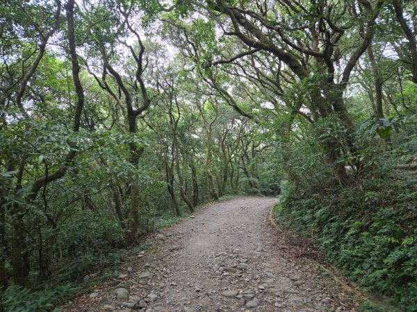 大屯主峰-連峰步道環形（小百岳）2904389