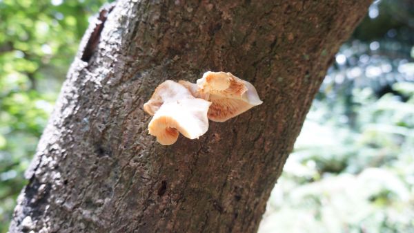 新溪洲山之樂400319