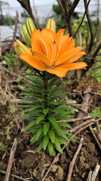 即將春季的百花齊放鵝尾山串行古圳道及平菁街42巷賞櫻健行O型走2988694