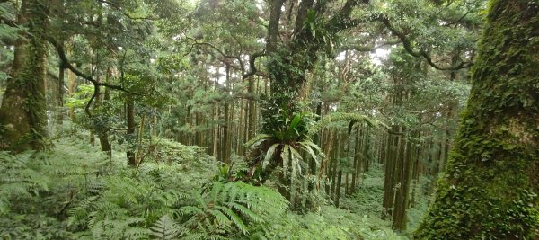 東眼山國家森林遊樂區2522658