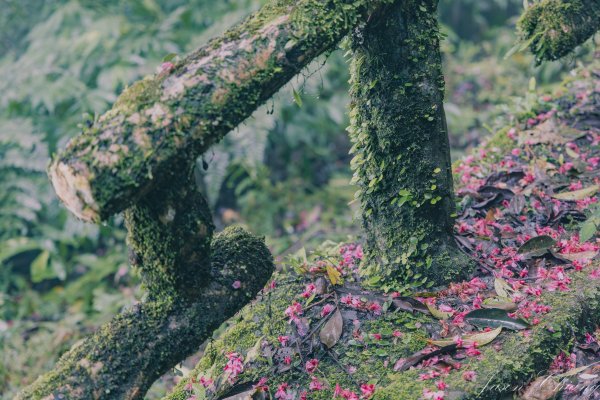 [新北]二格山2730214