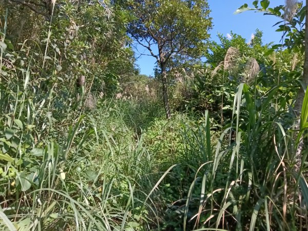 基隆市曾子寮山+大德山+摩天嶺+九華山+龍鳳山+火號山+球子山燈塔+白米甕砲台+白米甕尖+基隆燈塔3006520