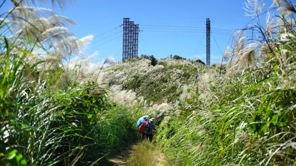 20201106三角埔頂山1496038