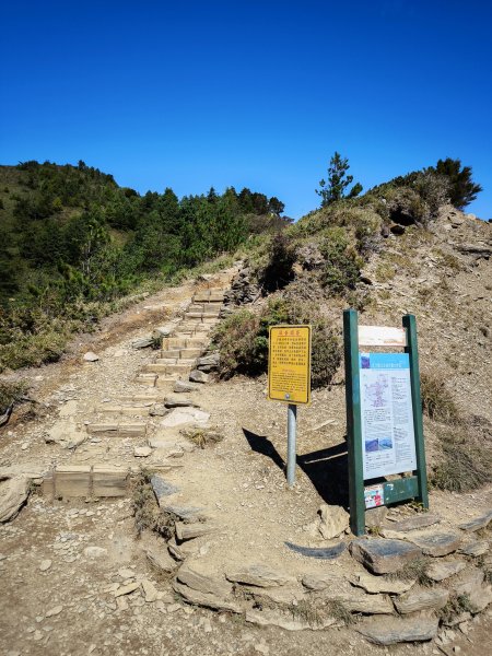 2025-11-07 合歡北峰、小溪營地、鷹石尖、北峰名樹2934324