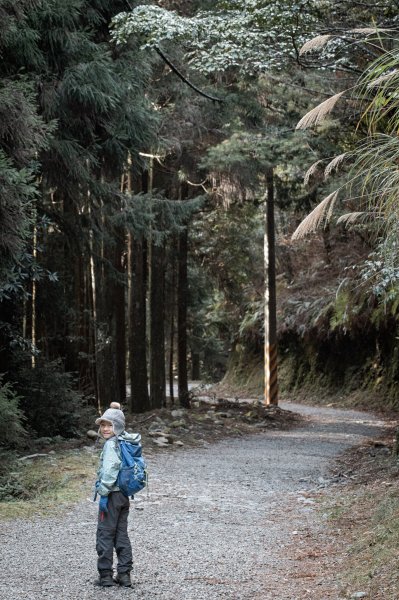 絕美的迷霧森林｜觀霧榛山步道2670064