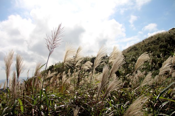 【金瓜石】漫山芒花怒放浪漫，礦山藍海奇景夢幻！2964017