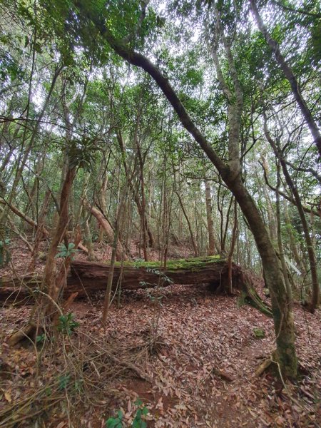 【埔里六秀之首】守城大山1291128