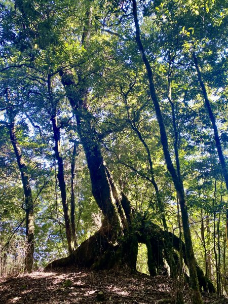 加里山縱走虎山    2021/12/41539161