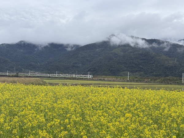富里油菜花2704807