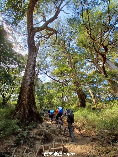 【高雄桃源】朝聖壯闊山景之南橫三星。 編號72百岳~塔關山登山步道2096651