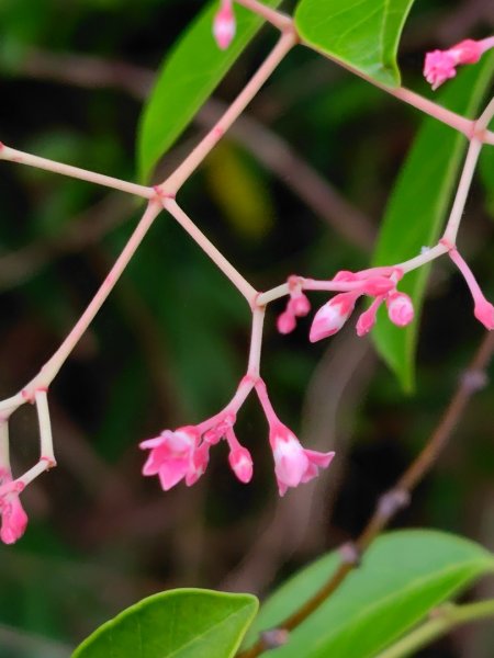 龍過脈森林步道2783804