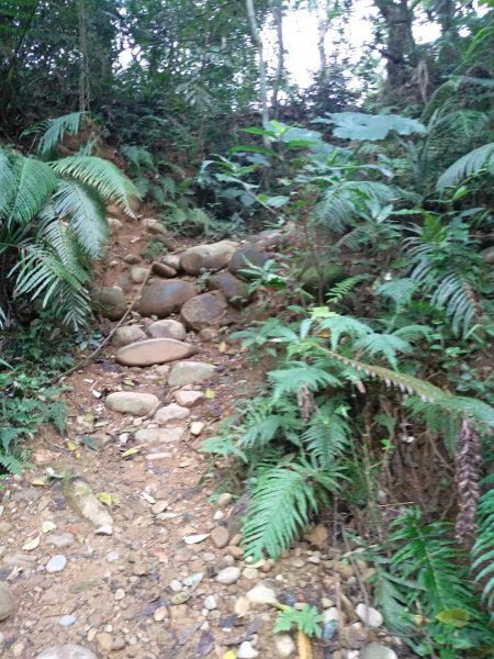 蓮華山步道上蕨類地毯1600958