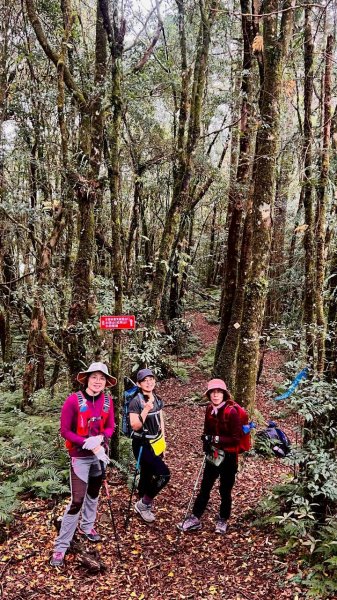 🌈12/28（日）北得拉曼神木+內鳥嘴山✨FB：熊熊趴爬走🌈2971289