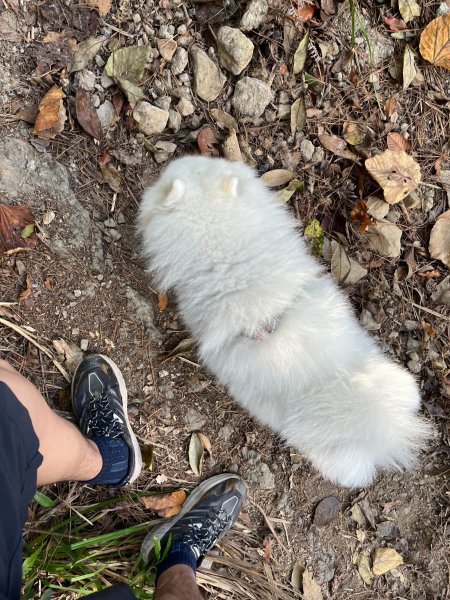 跟銀狐犬一起去蝴蝶谷瀑布找遺失登山杖 2025.12.52956201